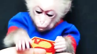 The baby monkey really likes this