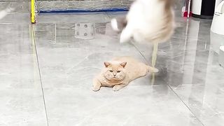 cat playing football