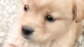 Street Dogs Funny Video