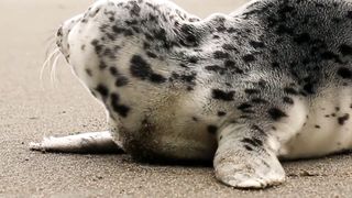 "Wild Wonders: 30 Fascinating Animal Facts That Will Amaze You!"