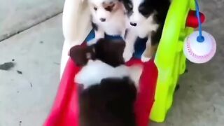 cute puppies Funny Viral Reels????||