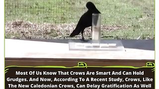 Clever Crows: The Smartest Birds in the World