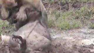 King of the Jungle 3