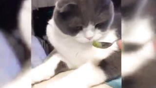 Funny cat videos