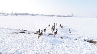 Roe deer running in snow covered rural field