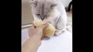 Best Funny Dogs and Cats Video