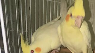 Talking birds 2