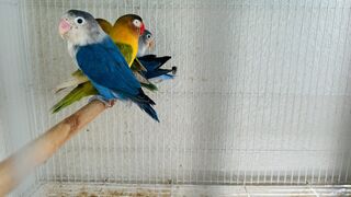 Tame cocktail