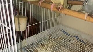 Cocktails