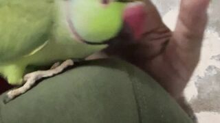Indian Ring Neck parrot full tame
