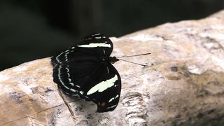 Rainforest black and yellow