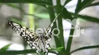 Paper kite butterfly