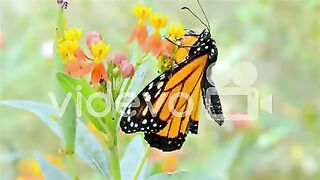 Monarch butterfly