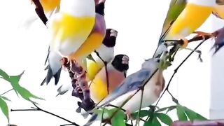 Birtd sound cute