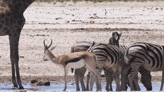 5 Surprising animal facts