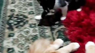 Pet funny