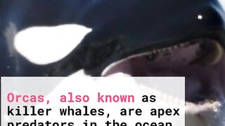 The dangerous Whales orca