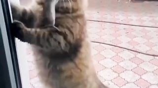 Cat eat mouse 2