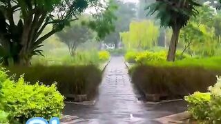 Yunnan garden