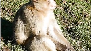 10 crazy facts about monkies