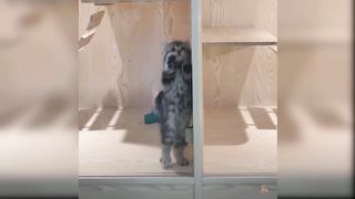 Cute and Funny Cat