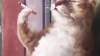 Cat Ramesh Zindagi