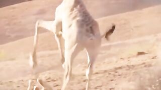 Girafes qui piétine une lionne
