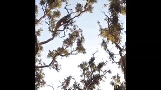 LEOPARDO VS MACACO