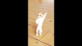 Dancing cat | happy cat |Dog and cat funny video