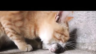 Chat sans pitié
