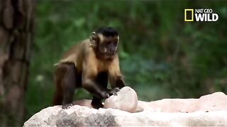 Singe très malin