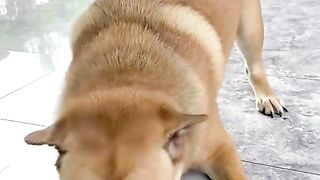 Anjing lucu