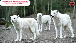 Amazing And Interesting Facts About WOLF