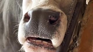 Sleeping Cow