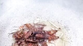 This woman cooks and eats cockroaches