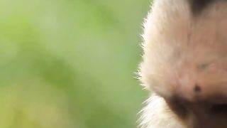 Monkey facts