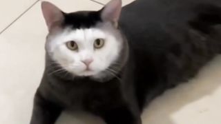 OMG Cats, The Consequences of Using SkinCare on Face Only.
