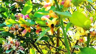 Beautiful relaxing nature bees