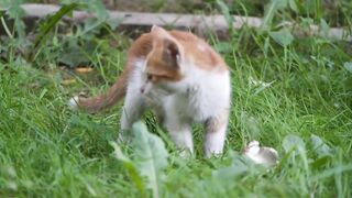 Animal World Videos