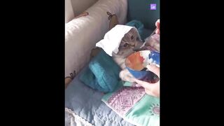 cute cats funny cat | spider cat funny pet | funny moment animal