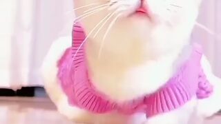 Funny cat walking in the floor