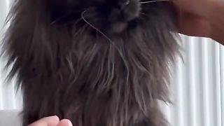 Kucing marah ga mau di pegang