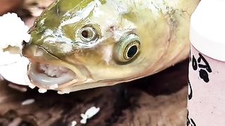 Fish eating rice