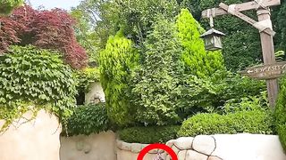 fuuny short video
