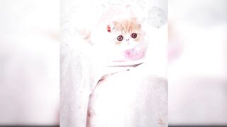 Baby Cats 5
