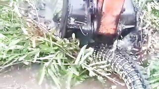 excavator operator caught crocodile using excavator