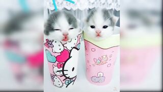 little cat 3