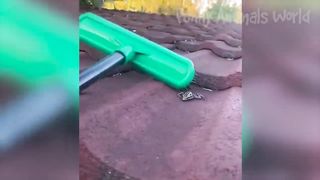 Funny Animal Videos 2023 ???? - Funniest Dogs and Cats Videos ???? #1 4