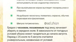 КОГА   ДА  ПРИБЕРЕМ ЧЕСЪНА  ?