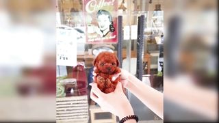 Cute and Funny Dog